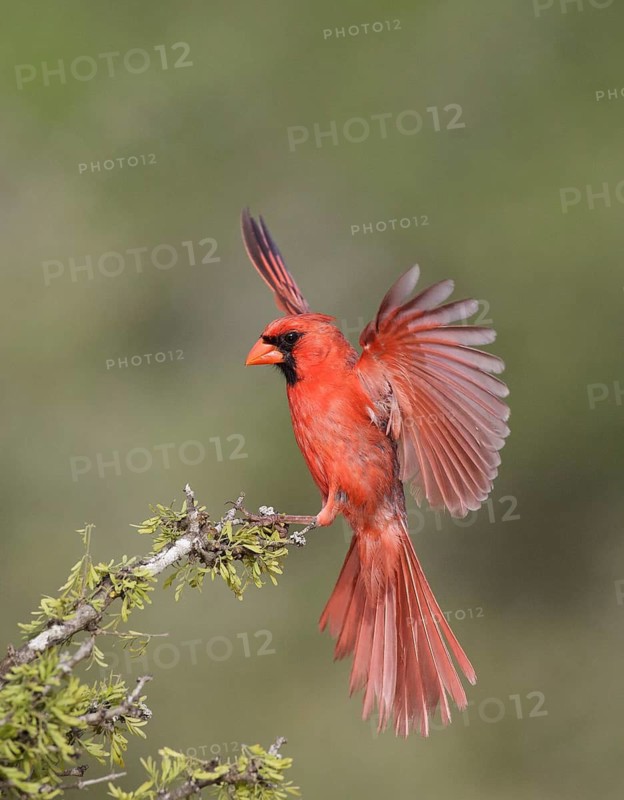 Northern Cardinal (Cardinalis cardinalis) male, Texas, USA