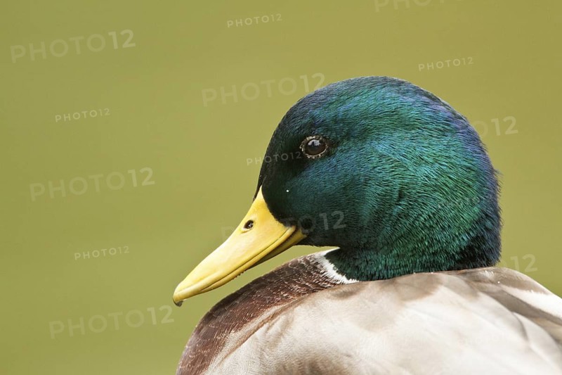Mallard (Anas platyrhynchos) male, Rhineland-Palatinate, Germany