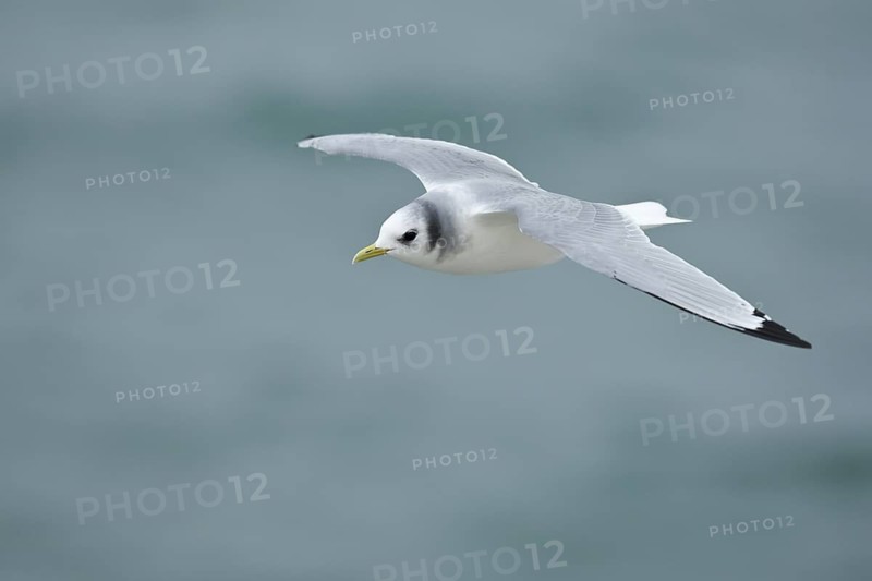 Black-legged Kittiwake (Rissa tridactyla tridactyla) flying, North Sea, Germany
