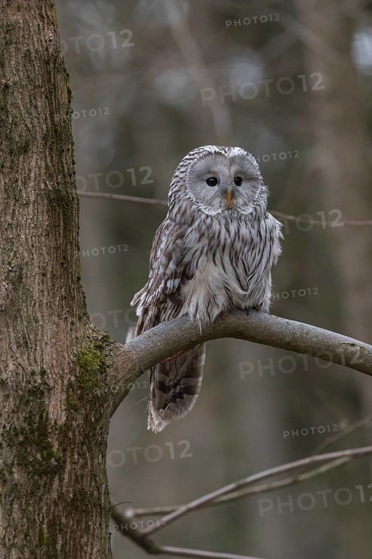One Ural owl (Strix uralensis) sitting on a branch of a tree in a forest