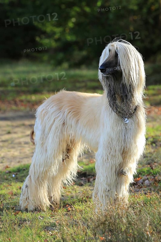Afghan Hound, Afghan Greyhound, Sighthound