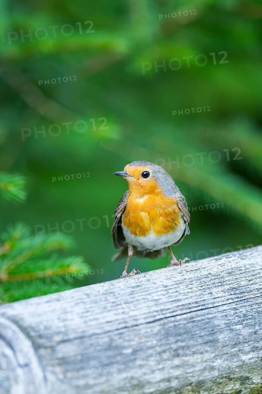 European robin (Erithacus rubecula) sitting on a wood, Bavaria, Germany