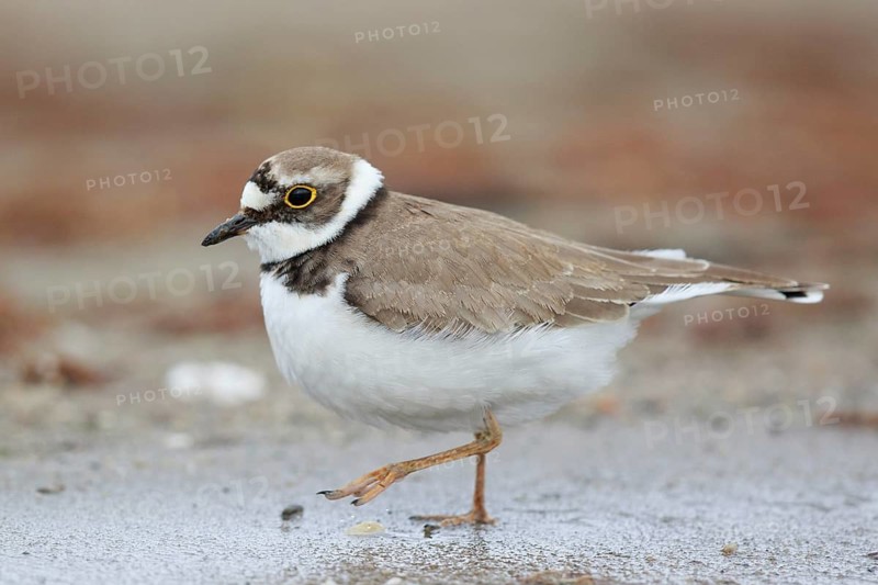 Little Ringed Plover (Charadrius dubius) female, North Rhine-Westphalia, Germany