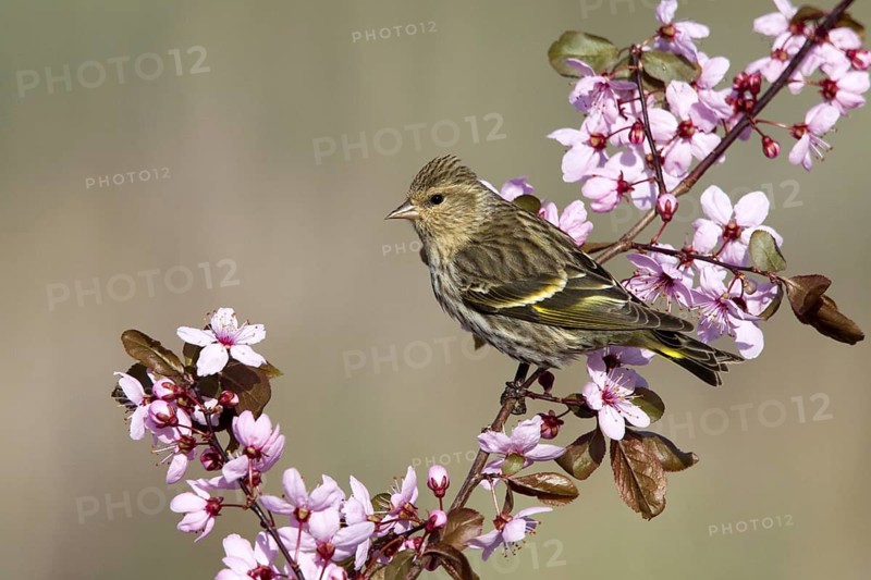 Pine Siskin Carduelis pinus Dorris, California, United States 10 May Adult Fringillidae