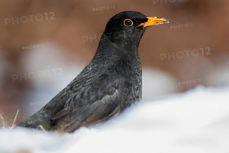 Blackbird, Turdus Merula, Birds, Leo, Songbirds, Songbirds, Birds