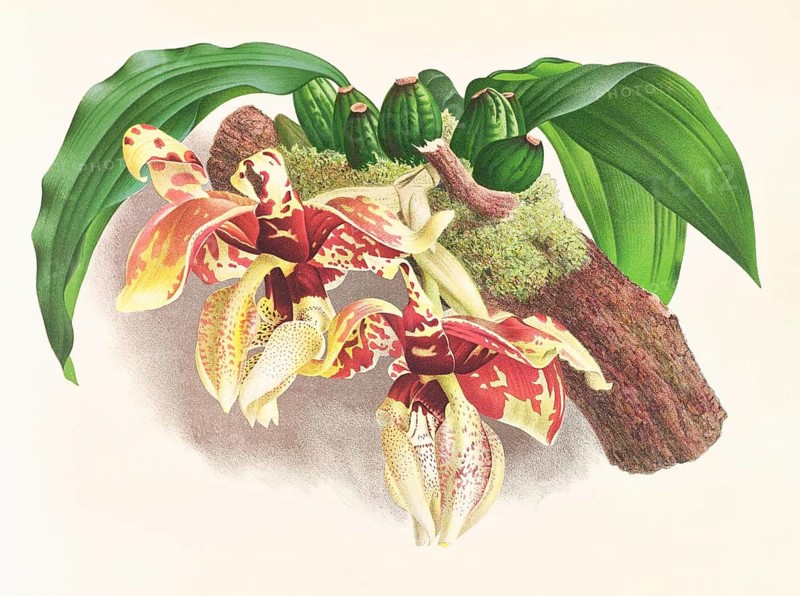 Orchid, Stanhopea Tigrina, authentic reproduction of an illustration by Jean Jules Linden (1817 - 1898), Luxembourgish-Belgian botanist, one of the fathers of orchid research, Historical