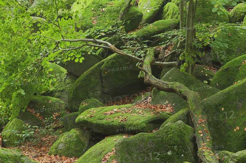 Mossy rocks with tree trunk in forest, moss, stones, green rocky landscape, nature photography, rocky sea, Odenwald, Hesse, Germany