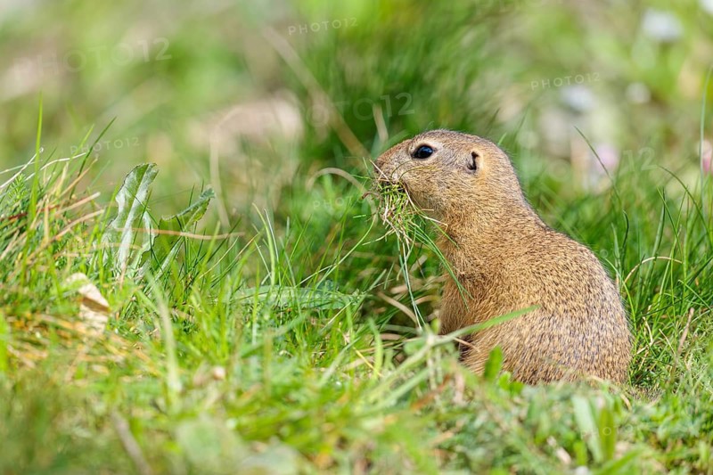 A fully grown European ground squirrel (Spermophilus citellus) carries nesting material in its mouth. Austria