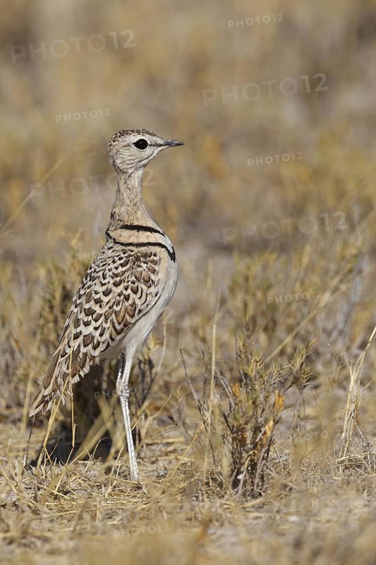 Double-banded Courser (Rhinoptilus africanus), Oshikoto, Namibia