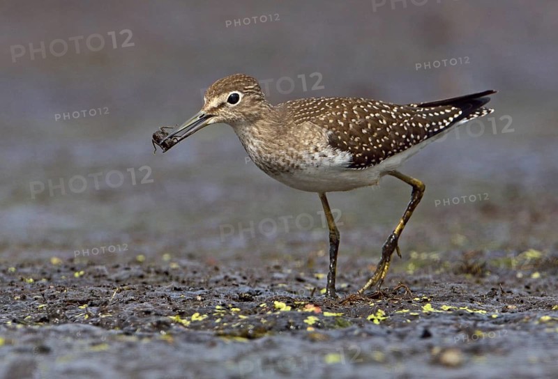 Solitary Sandpiper (Tringa solitaria), British Columbia, Canada