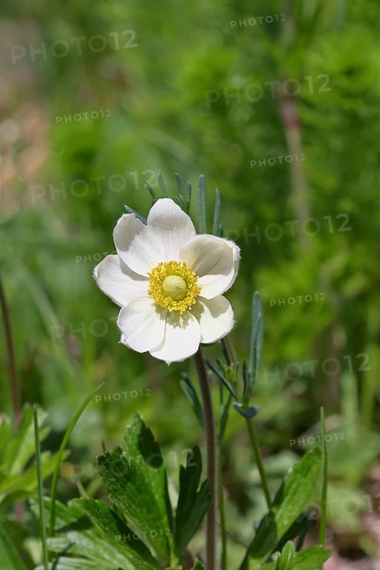 Snowdrop anemone (Anemone sylvestris), close-up of a flower in a meadow, Wilnsdorf, North Rhine-Westphalia, Germany