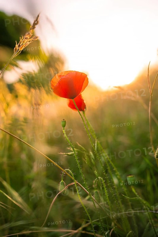 Glowing poppy in a field at sunset, warm light, Gechingen, Hecken and Gäu region, Landreis Calw, Germany