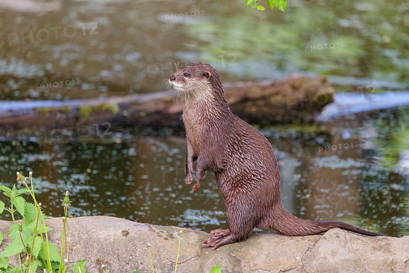 On a sunny day, an oriental small-clawed otter (Aonyx cinerea) stands attentively upright on a rock by the riverbank, observing something. India to Southeast Asia, islands of Sumatra, Java, Borneo and Palawan