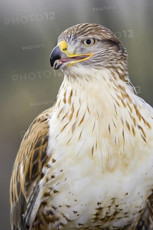 Ferruginous Hawk (Buteo regalis), Arizona, USA