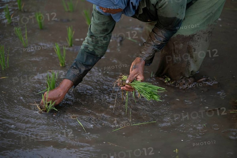 This image showcases a farmer planting rice seedlings in a flooded paddy field in Indonesia, highlighting traditional agricultural practices and the connection to nature