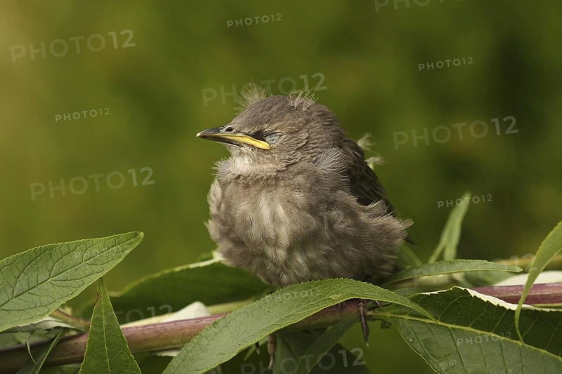 Common Starling (Sturnus vulgaris) juvenile, Lower Saxony, Germany