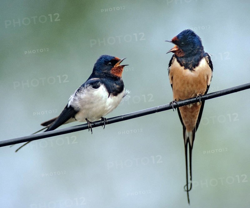 Hirundo rustica, house martin, barn swallow, courtship, courtship, birds, courtship display, female, song, male, passeri, swallows, singing, songbirds, birds, female