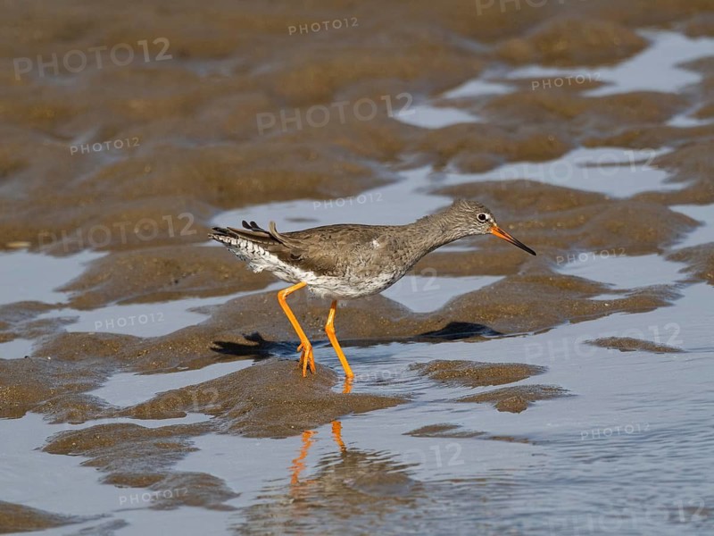 Redshank (Tringa totanus), migrant wader, adult bird feeding on the shoreline at low tide, North East coast, Northumberland, England, UK