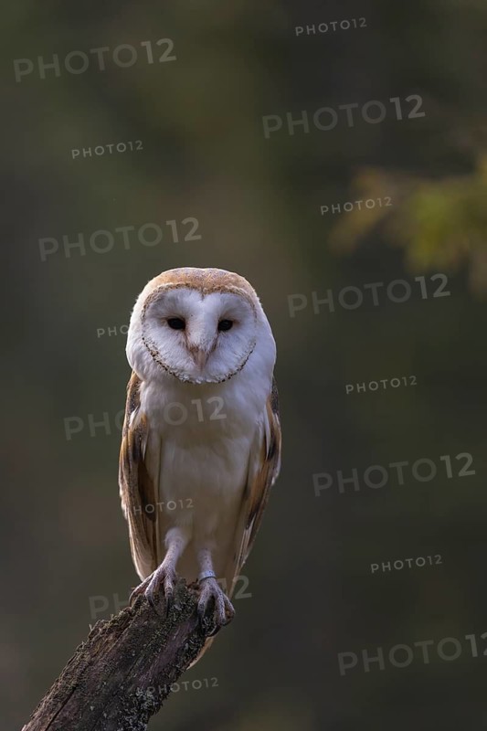 One barn owl (Tyto alba) sitting on top of a tree stump. A green forest in the distant background