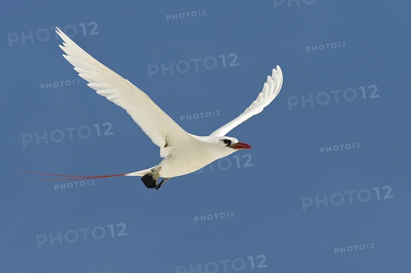 Red-tailed Tropicbird (Phaethon rubricauda), Hawaii, USA