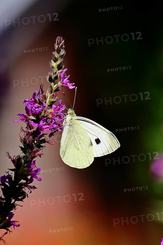 A Cabbage butterfly (Pieris brassicae) sucking nectar on the flower of the purple loosestrife (Lythrum salicaria), in a natural environment in the wild, nice bokeh in the background, Wildlife, Insects, Butterflies, Butterflies, Wilnsdorf, North Rhine-Westphalia, Germany