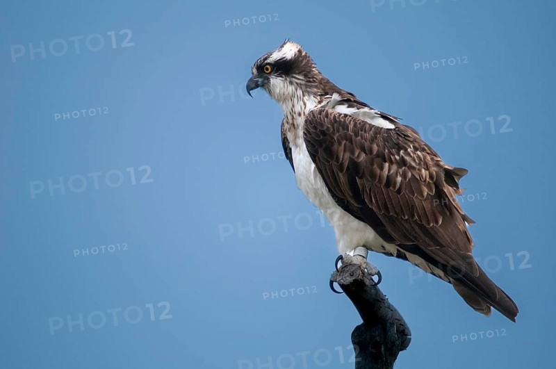 Accipitriformes, osprey, pandion haliaetus, eagles, eagles, fish hawks, raptors, river hawks, sea hawks, birds of prey, raptors, river hawks, sea hawks, birds