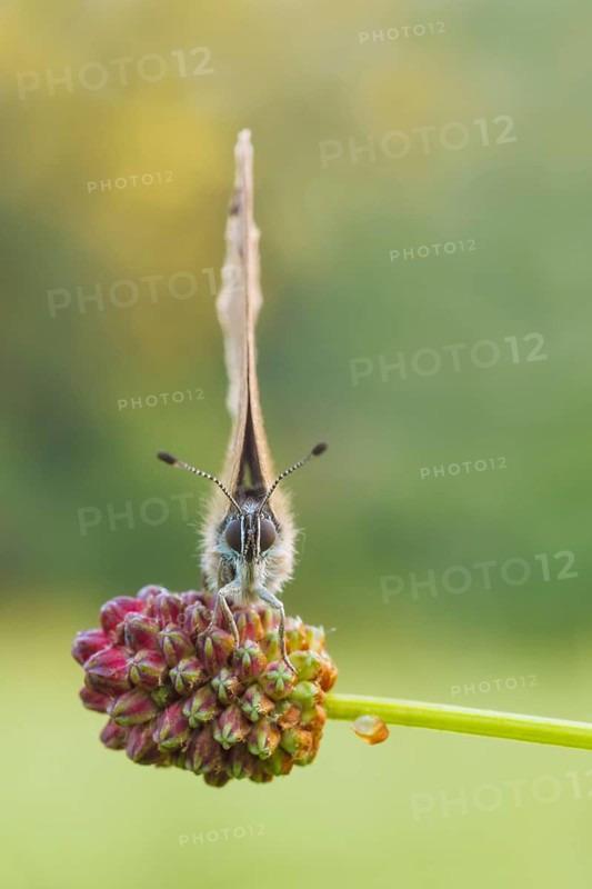 Dunkler Wiesenknopf-Ameisenbläuling auf Grossem Wiesenknopf, Maculinea nausithous, Sanguisorba officinalis Dusky Large Blue, Great Burnet, Maculinea nausithous, Sanguisorba officinalis