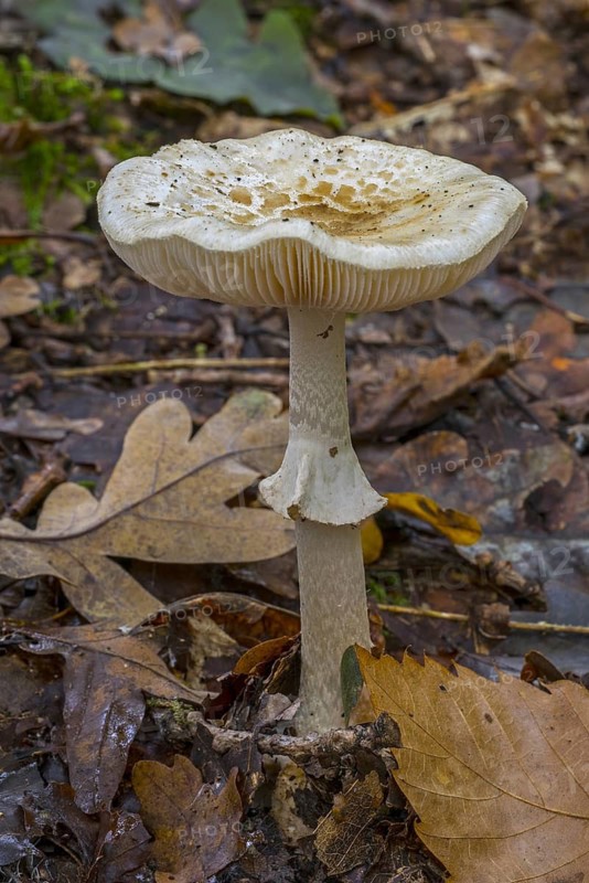 False death cap (Amanita mappa) false deathcap, citron amanita growing in forest in autumn, fall
