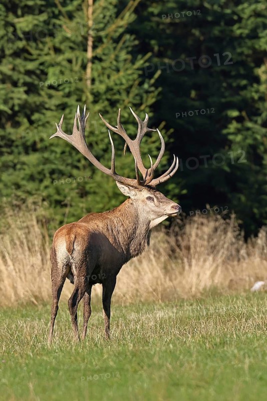 Red deer (CDeutschlandervus elaphus) during rutting season, capital stag standing in a forest clearing, wildlife, Sauerland, North Rhine-Westphalia