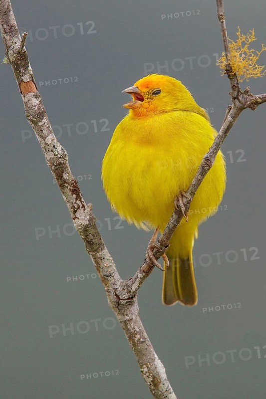 Saffron Finch (Sicalis flaveola) perched on a branch in the Atlantic rainforest of southeast Brazil