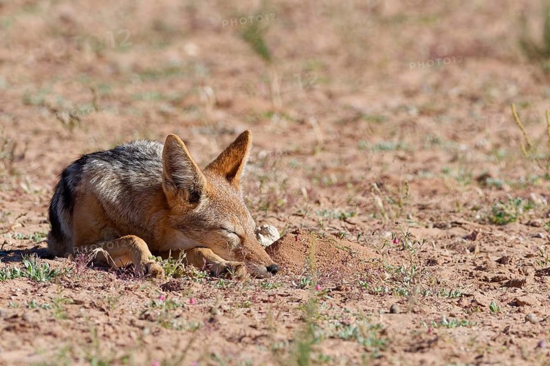 Black-backed jackal (Lupulella mesomelas), adult animal sleeping, lying in the grassland, Kgalagadi Transfrontier Park, Northern Cape, South Africa