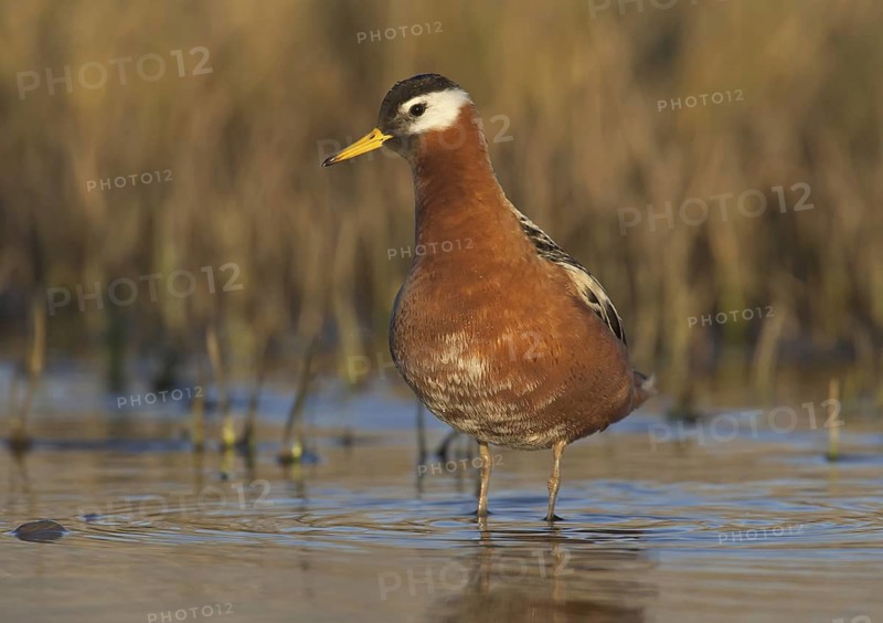 Red Phalarope (Phalaropus fulicarius) female, Alaska, USA