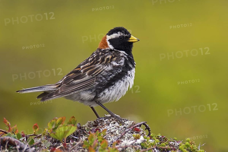 Lapland Longspur (Calcarius lapponicus) male, Varanger, Norway
