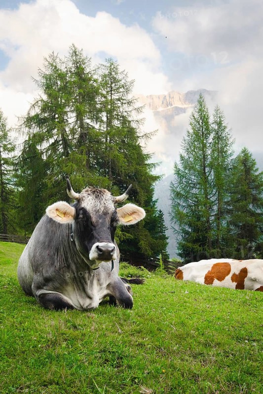 Grey dairy cow brown white cattle resting looking at camera pose in lush green alpine meadow pine forest background Dolomites Italy summer organic farming agriculture pasture concept