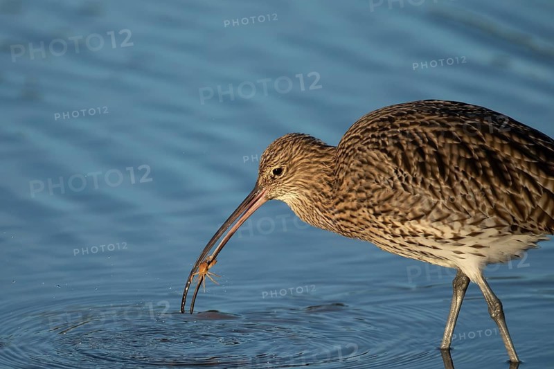 Eurasian curlew (Numenius arquata) adult wading bird with a crab for food in its beak, Norfolk, England, United Kingdom
