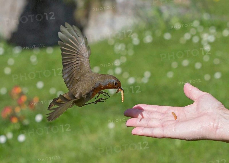 European Robin (Erithacus rubecula) feeding on mealworms from hand, Wales, United Kingdom