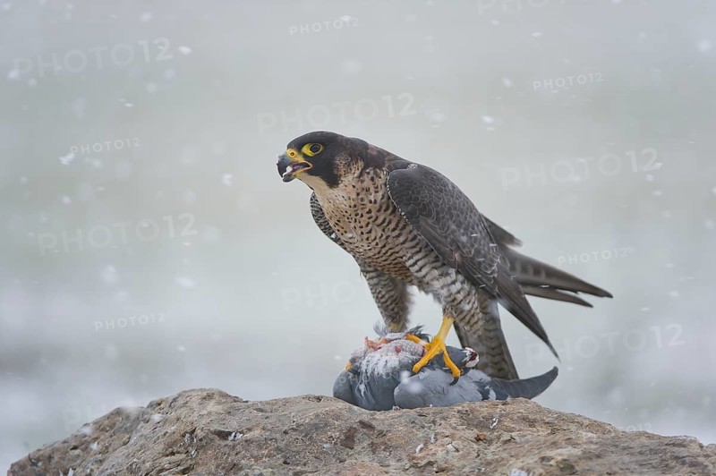 Peregrine Falcon (Falco peregrinus) female, Saxony, Germany