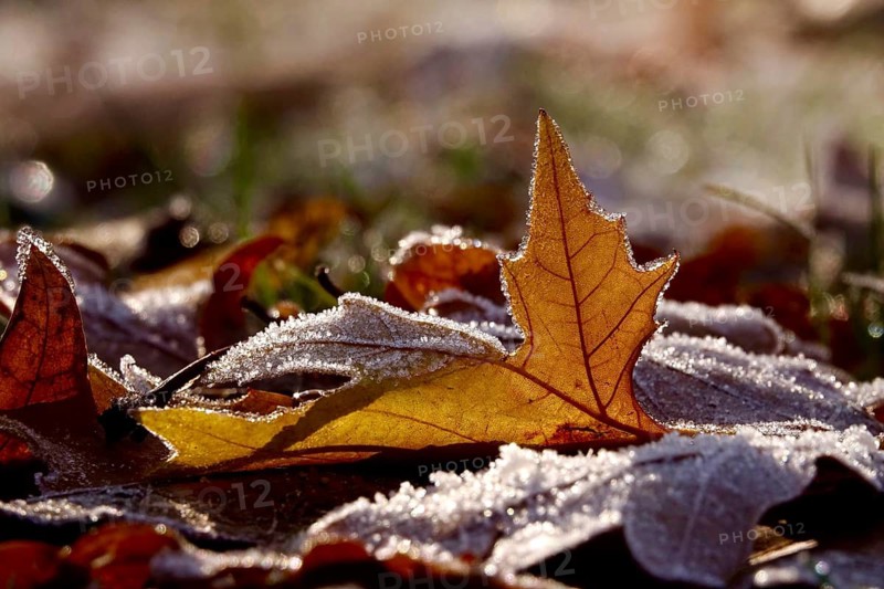 Hoarfrost in nature, winter, Germany