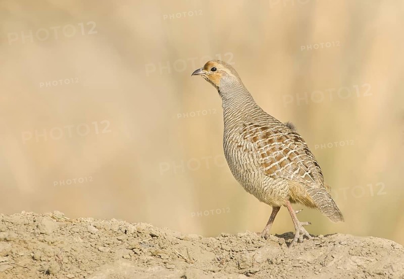 Grey Francolin (Francolinus pondicerianus) male, Rajasthan, India