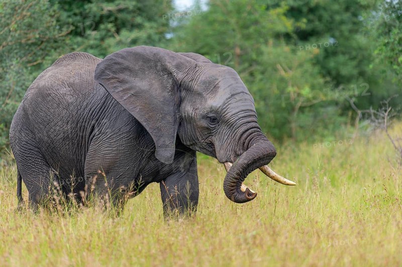 African elephant (Loxodonta africana) in the savanna, Kruger National Park, South Africa