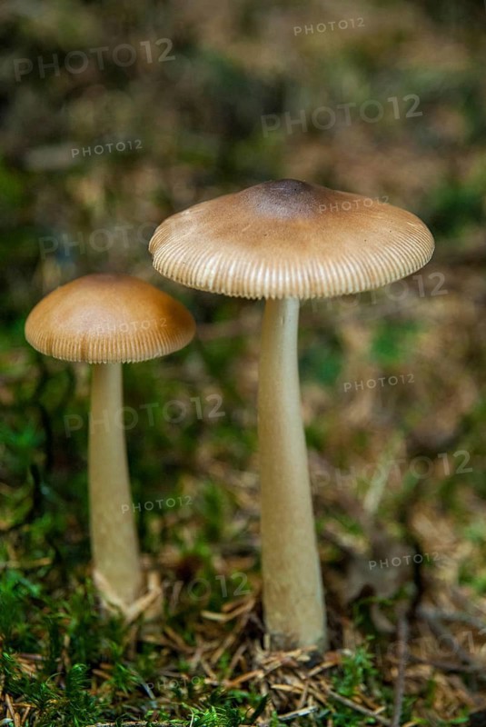 Amanita Fulva, fuchsy sheath stripe, fox red streak, yellow-brownish sheath stripe, reddish brown stripe, reddish brown sheath streak, vaginal streak, tawny grisette, fungi, fungus, high size, portrait format, mushrooms