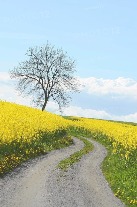 Curvy country road through rapeseed fields in Ystad municipality, Skåne county, Sweden, Scandinavia