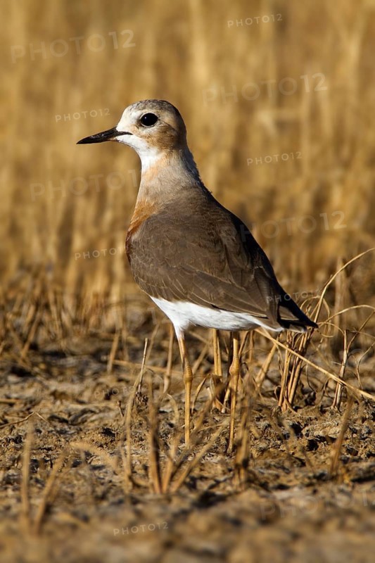 Oriental Plover (Charadrius veredus), Western Australia, Australia