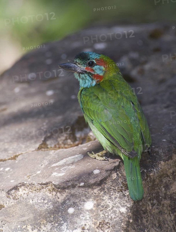 Blue-eared Barbet (Psilopogon duvaucelii cyanotis), Phitsalunok, Thailand