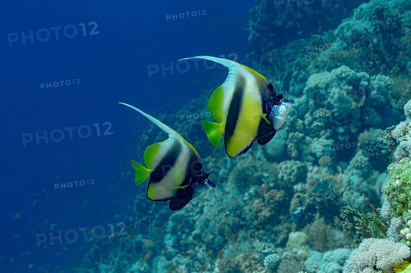 Two Schooling Red Sea Bannerfish (Heniochus intermedius) elegantly swim near vibrant coral formations in their natural ocean habitat