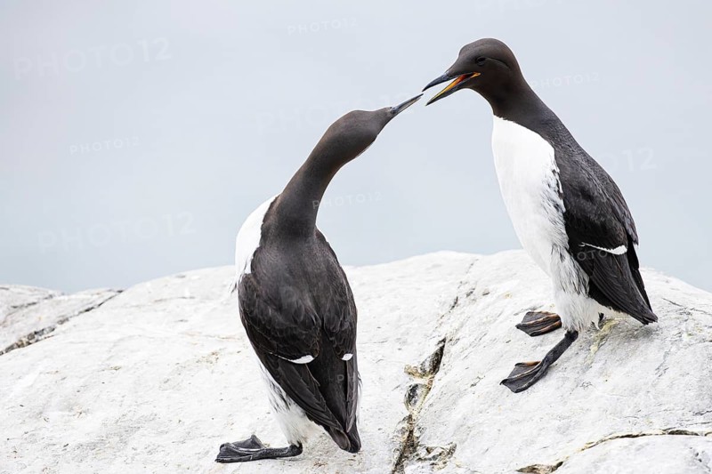Guillemot (Uria aalge), two quarrelling birds on a cliff top, Hornøya Island, Vardø, Varanger, Finnmark, Norway