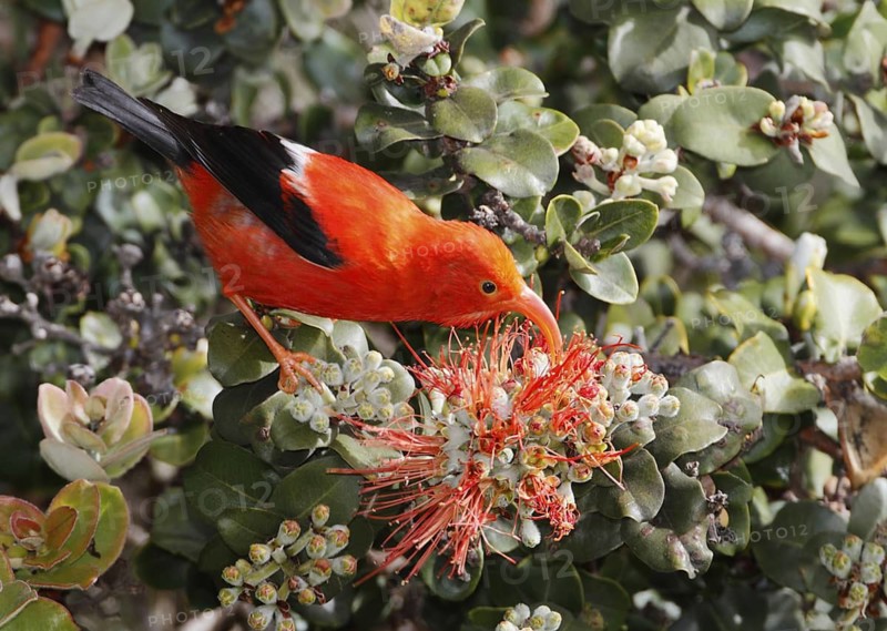 Photographed at Hakalau Forest NWR, Hawaii Island, Hawaii