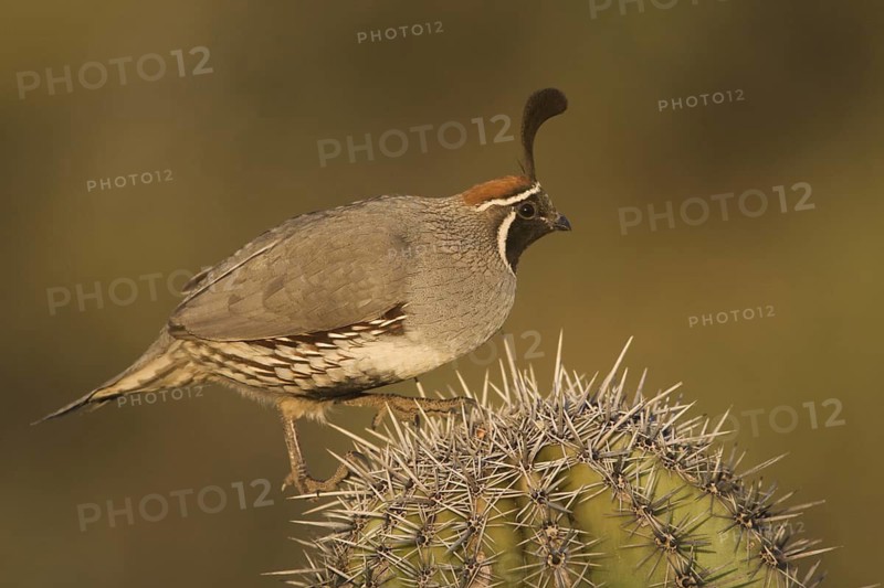 Gambel's Quail (Callipepla gambelii) male, Arizona, USA