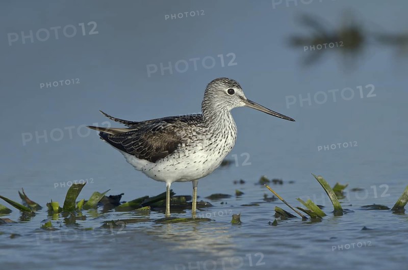 Common Greenshank (Tringa nebularia), Schleswig-Holstein, Germany