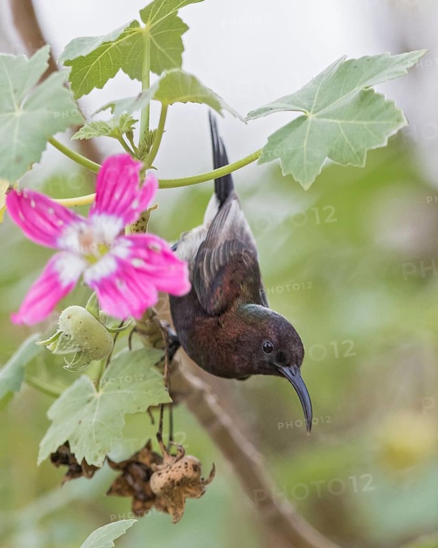 Dusky Sunbird (Cinnyris fuscus) perched on a branch, Namibia